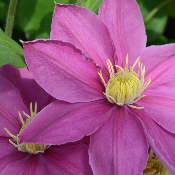 CLEMATIS ALAINA