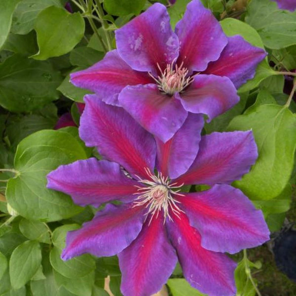 CLEMATIS ANNA LOUISE