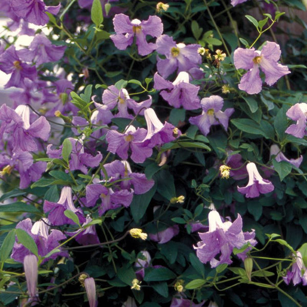 CLEMATIS BETTY CORNING