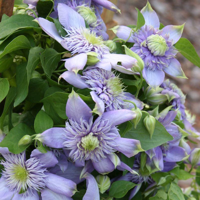 CLEMATIS BLUE LIGHT