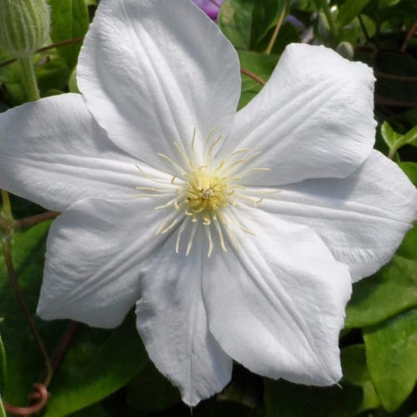 CLEMATIS CANDIDA