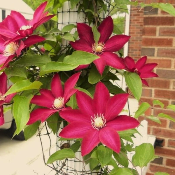 CLEMATIS CARDINAL WYSZYNSKI