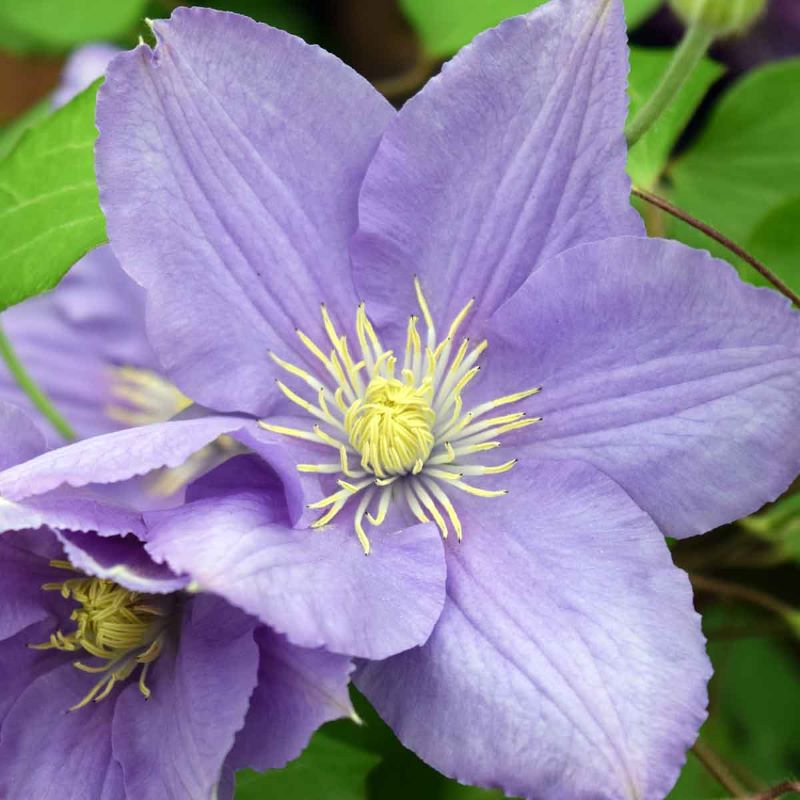 CLEMATIS CEZANNE