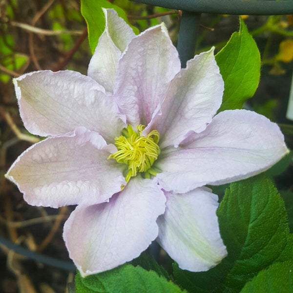 CLEMATIS CHELSEA