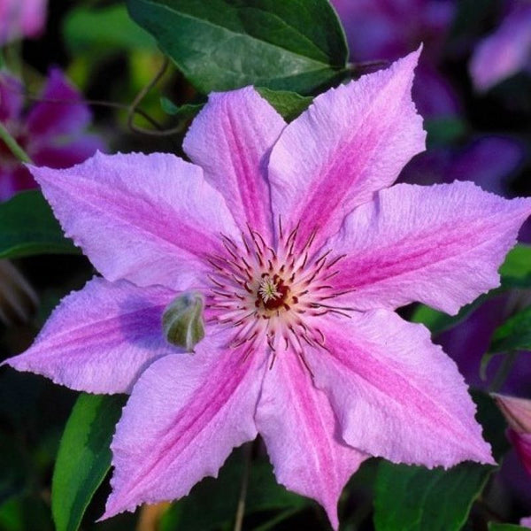 CLEMATIS CHEROKEE