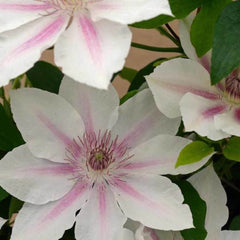 CLEMATIS CORINNE