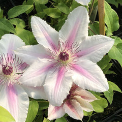CLEMATIS COUNTESS OF WESSEX