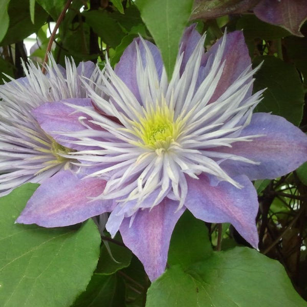 CLEMATIS CRYSTAL FOUNTAIN