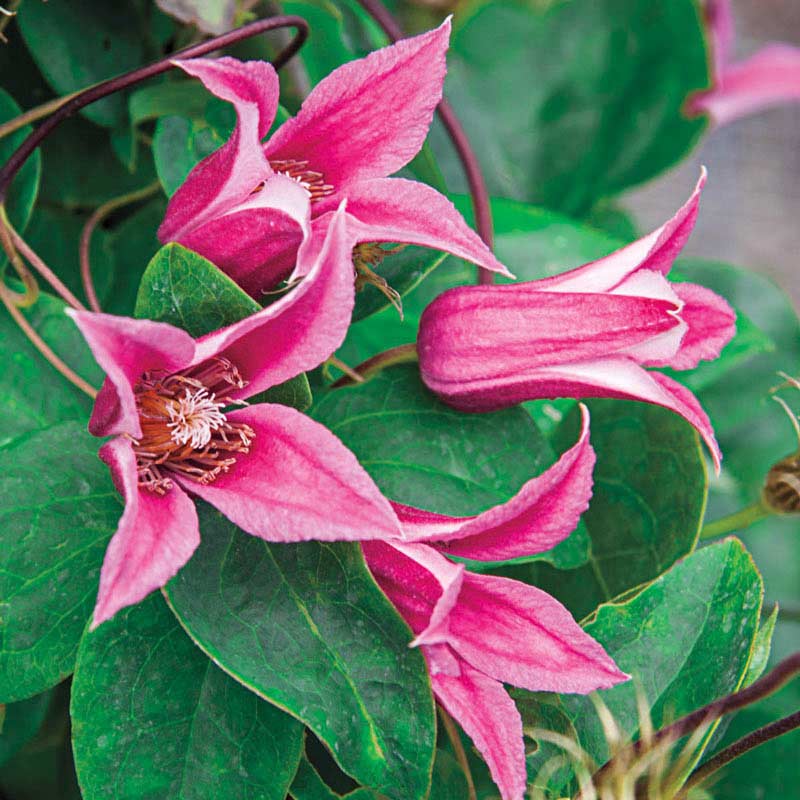 CLEMATIS DUTCHESS OF ALBANY