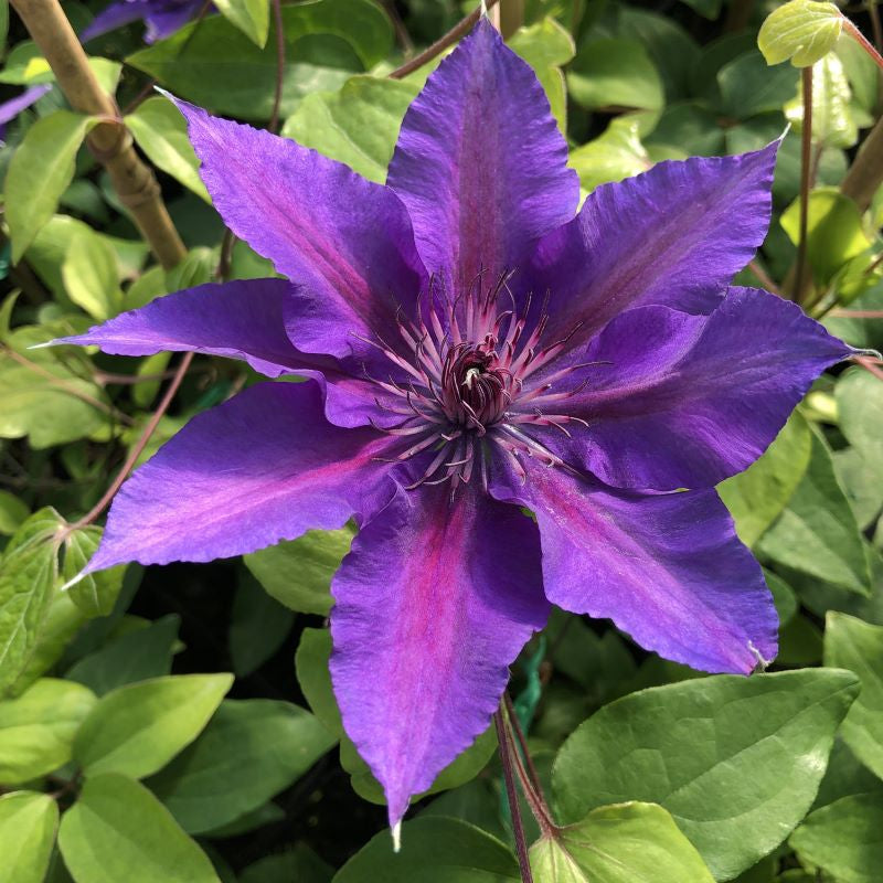 CLEMATIS EDDA