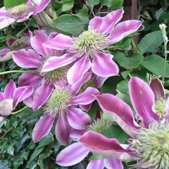 CLEMATIS EMPRESS