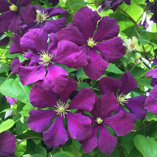 CLEMATIS ETOILE VIOLETTE