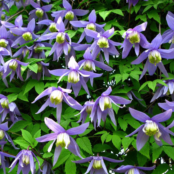 CLEMATIS FRANCES RIVIS