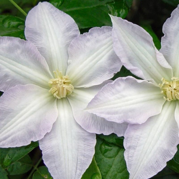 CLEMATIS GILLIAN BLADES