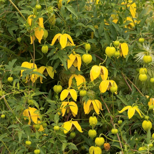 CLEMATIS GOLDEN