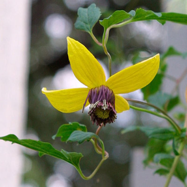 CLEMATIS GOLDEN TIARA