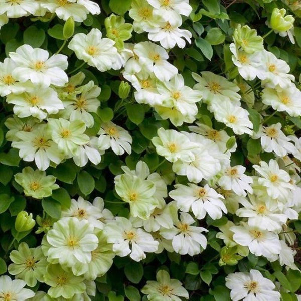 CLEMATIS GUERNSEY CREAM