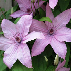 CLEMATIS HAGLEY HYBRID