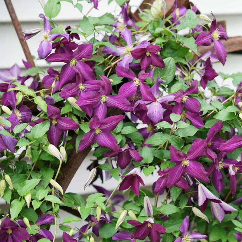 CLEMATIS HAPPY JACK