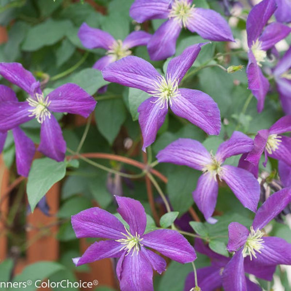 CLEMATIS HAPPY JACK PURPLE