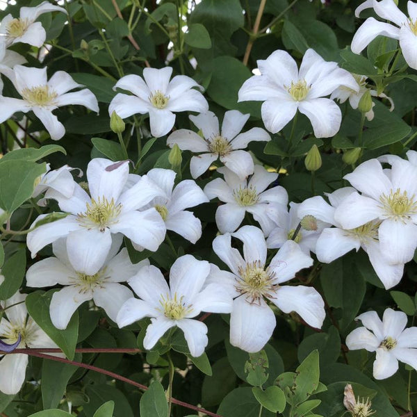 CLEMATIS HULDINE