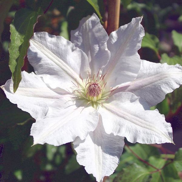 CLEMATIS HYDE HALL