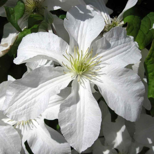 CLEMATIS JOHN HUXTABLE