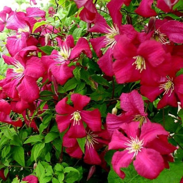 CLEMATIS JULIA CORREVON