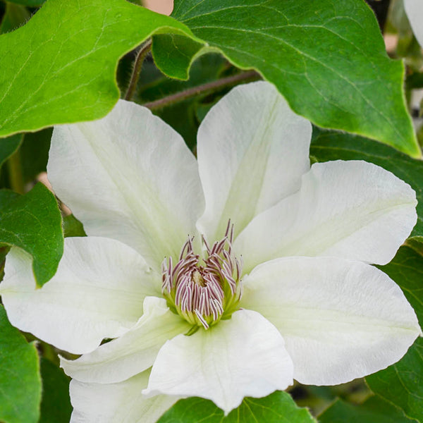 CLEMATIS KITTY