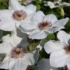 CLEMATIS NINON