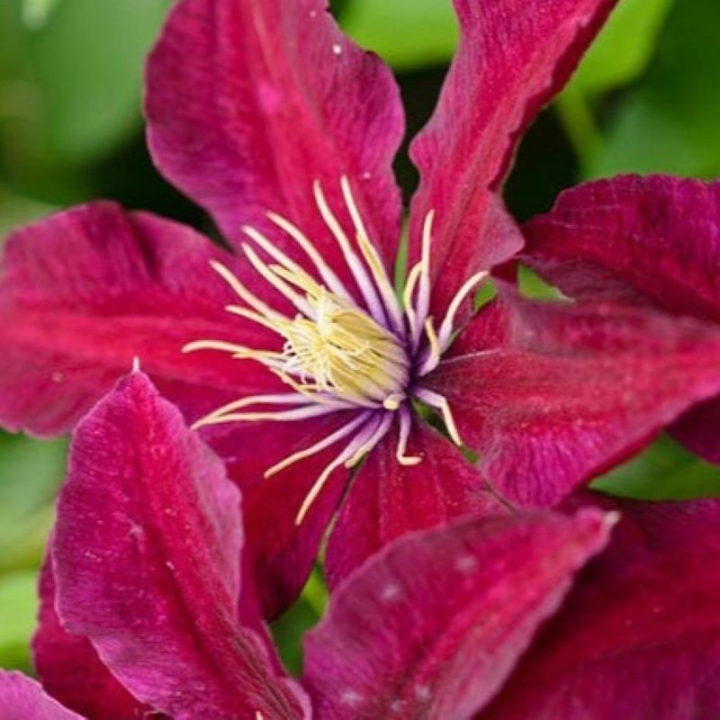 CLEMATIS NIOBE