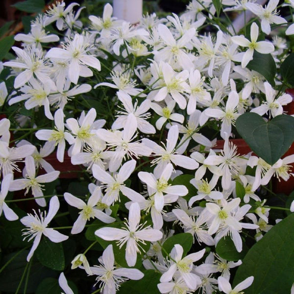 CLEMATIS SWEET AUTUMN