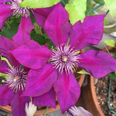 CLEMATIS PICARDY