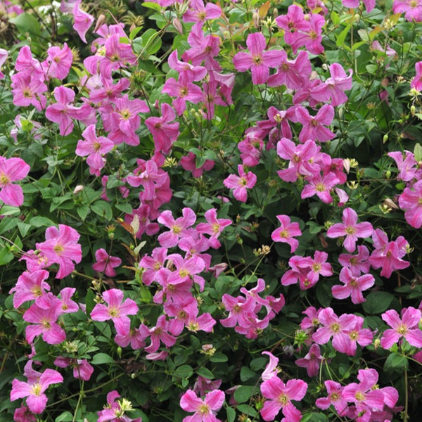 CLEMATIS PINK MINK