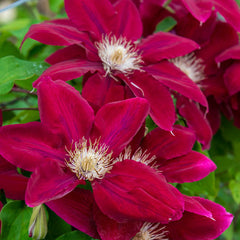 CLEMATIS REBECCA