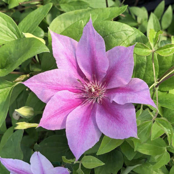 CLEMATIS ROSALIE