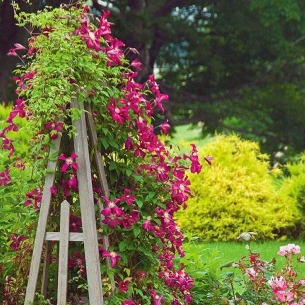 CLEMATIS ROSEMOOR