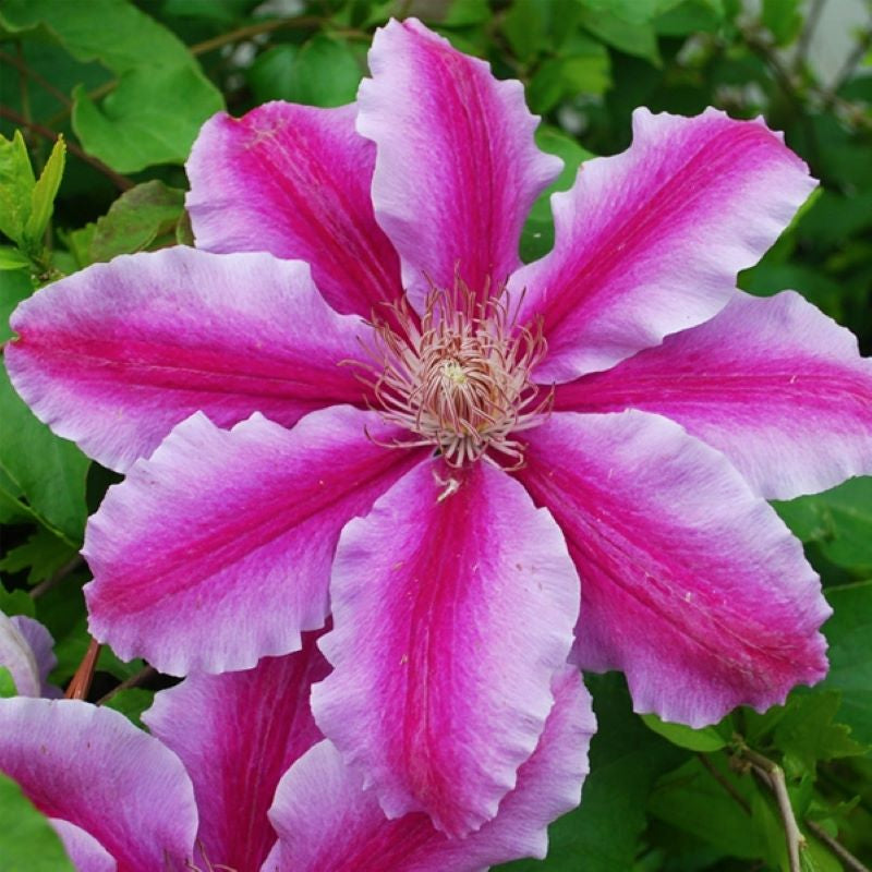 CLEMATIS DR. RUPPLE