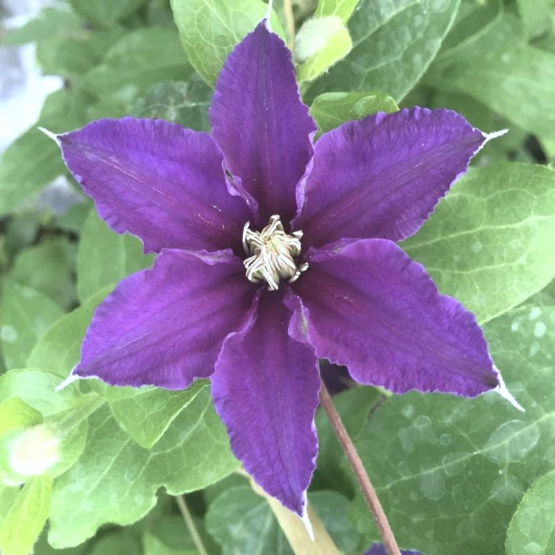 CLEMATIS SACHA