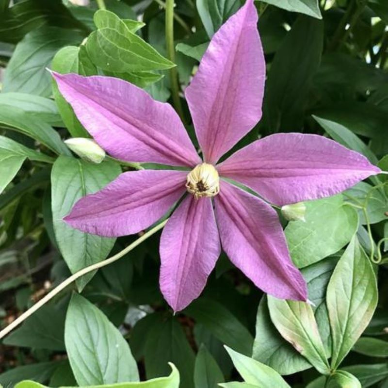 CLEMATIS SALLY