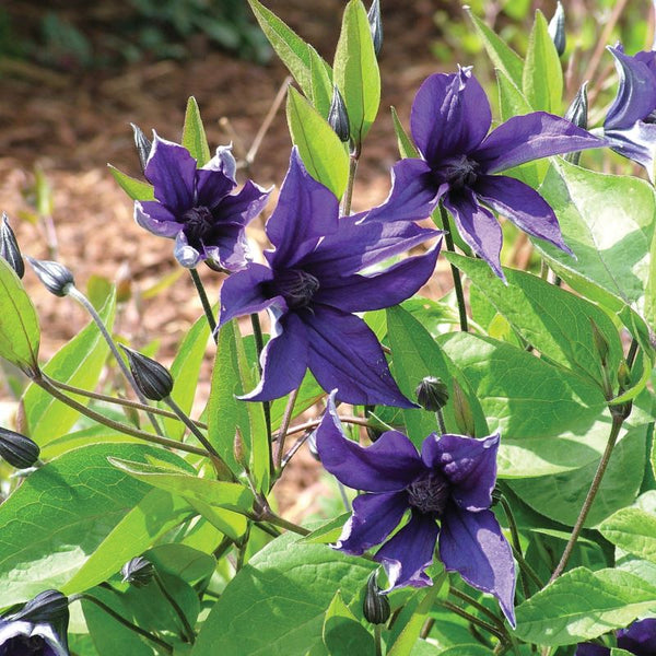 CLEMATIS SAPPHIRE INDIGO