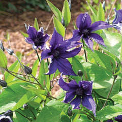 CLEMATIS SAPPHIRE INDIGO