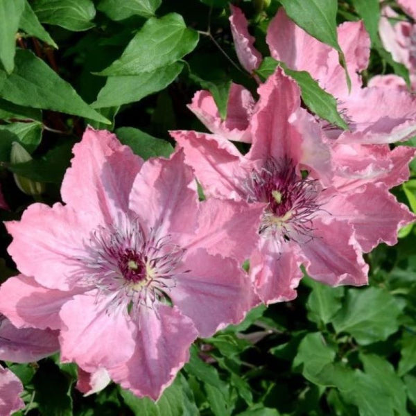 CLEMATIS SARAH ELIZABETH