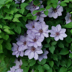 CLEMATIS STILL WATERS