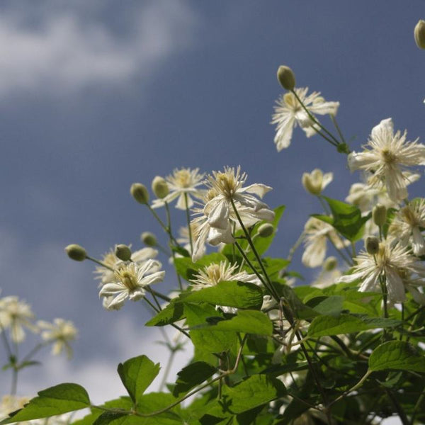 CLEMATIS SUMMER SNOW