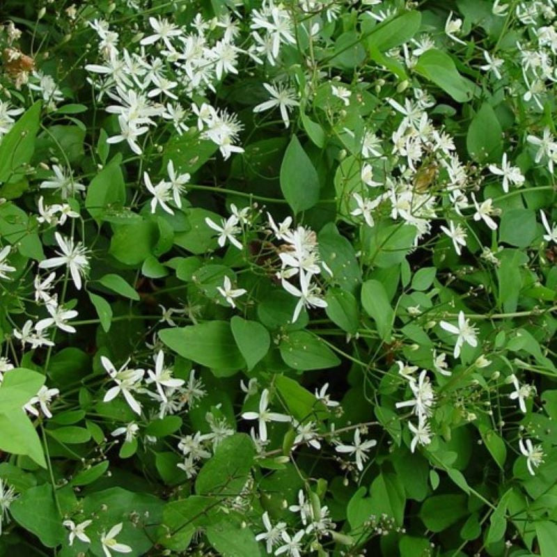 CLEMATIS TERNIFLORA