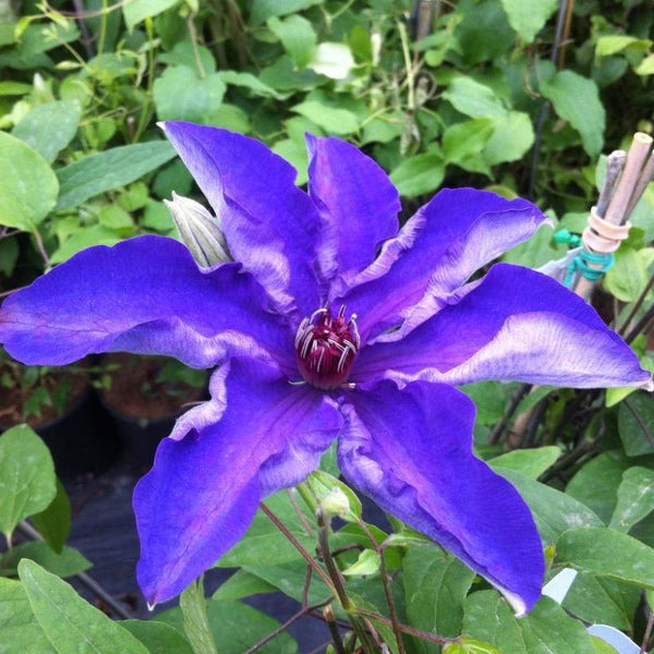 CLEMATIS PRESIDENT