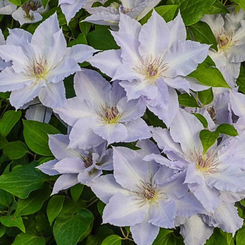 CLEMATIS TRANQUILITE