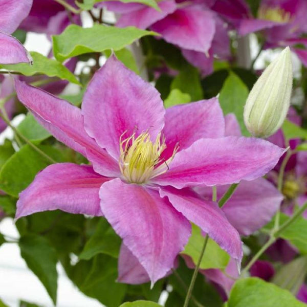 CLEMATIS VICKI