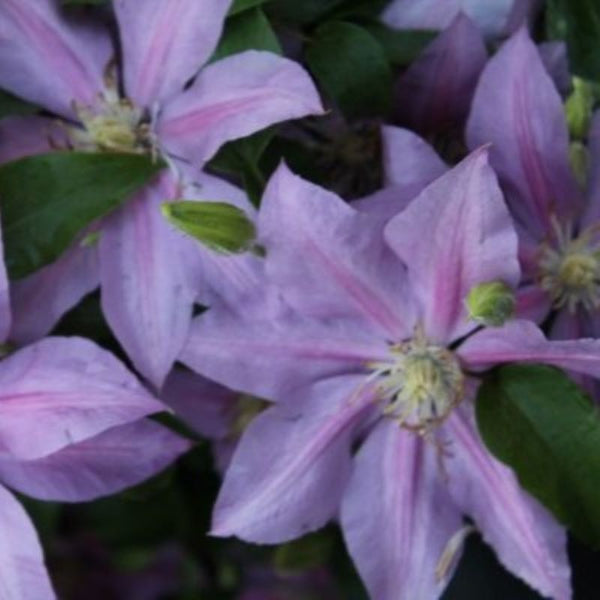 CLEMATIS VOLUNTEER